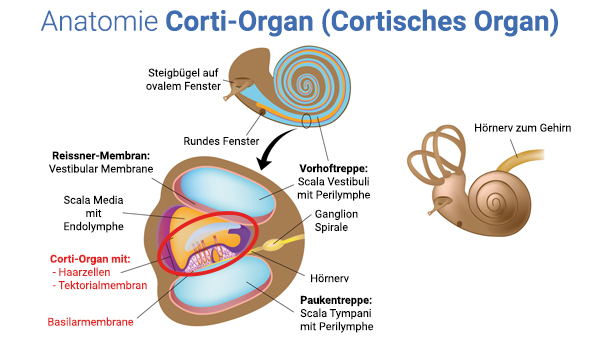 Corti-Organ
