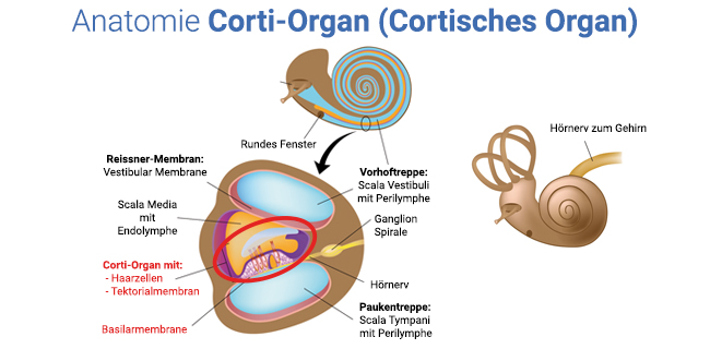 Bildliche Beschriftung und Histologie des Corti-Organs.