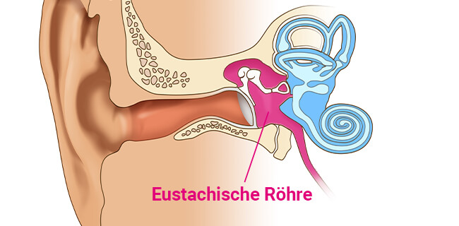 Die Eustachische Röhre oder eben Ohrtrompete hat eine Länge von ca. 3 - 4 cm