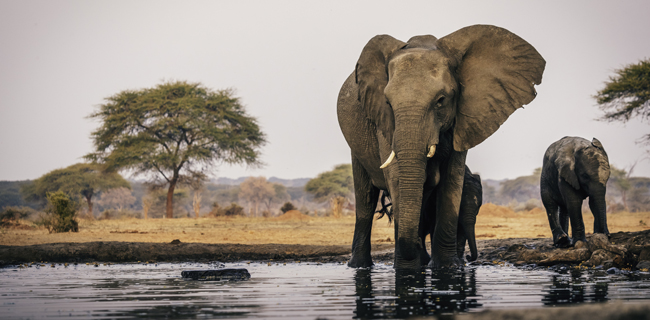 Elefanten kommunizieren mittels Infraschall (Luftschall) kilometerweit über das Land.